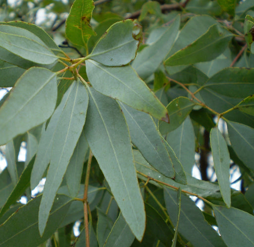 Eucalyptus Lemon Scented Ironbark Oil - Australia