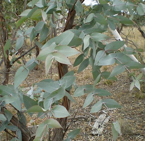 Eucalyptus Peppermint Gum Oil - Australia