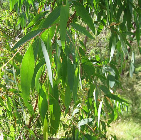 Eucalyptus Narrow Leaf Peppermint Oil - Australia