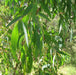 Eucalyptus Narrow Leaf Peppermint Oil - Australia