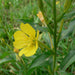 Evening Primrose Oil - China