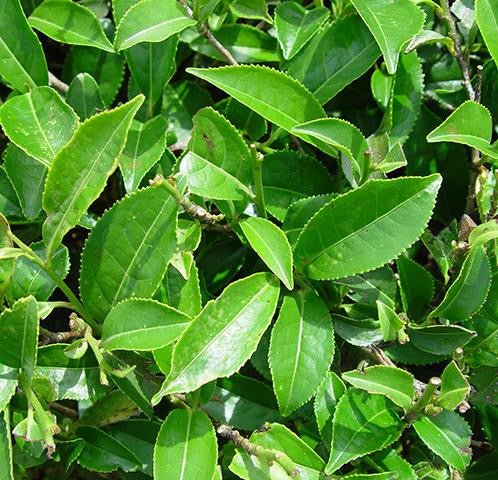 Green Tea Extract - China