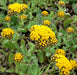 Helichrysum Oil - Croatia