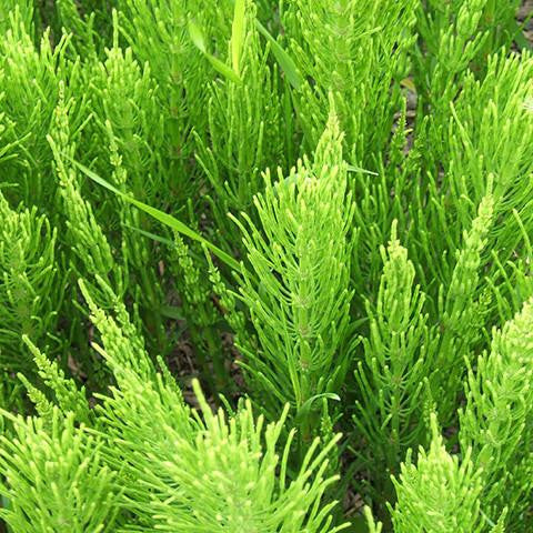 Horsetail Extract - Bulgaria