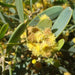 Jojoba Oil - Australia