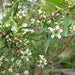 Lemon Scented Tea Tree Floral Water