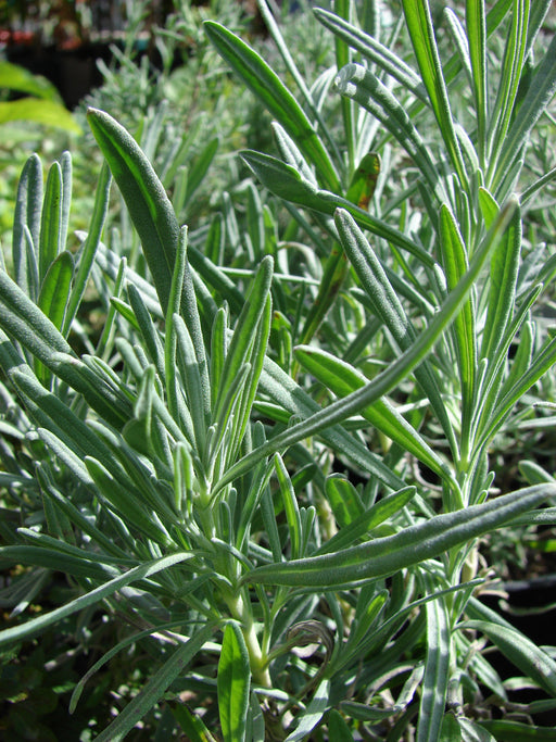 Lavender Grosso Oil - Australia