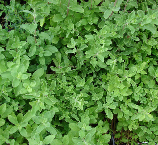 Marjoram Sweet Oil - Egypt