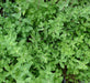 Marjoram Sweet Oil - Egypt