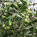 Olive Oil - Australia