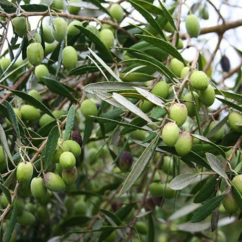 Olive Leaf Extract - Australia