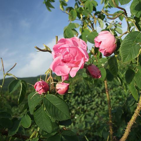 Rose Damask Absolute - Bulgaria