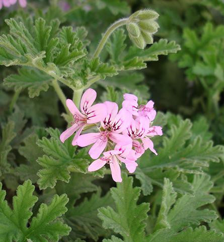 Rose Geranium Oil - France