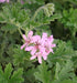 Rose Geranium Oil - France