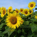 Sunflower Oil High Oleic - Australia