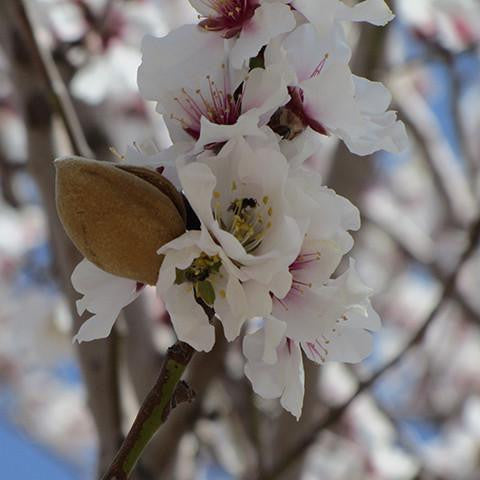 Sweet Almond Oil Cold Pressed Unrefined - Australia