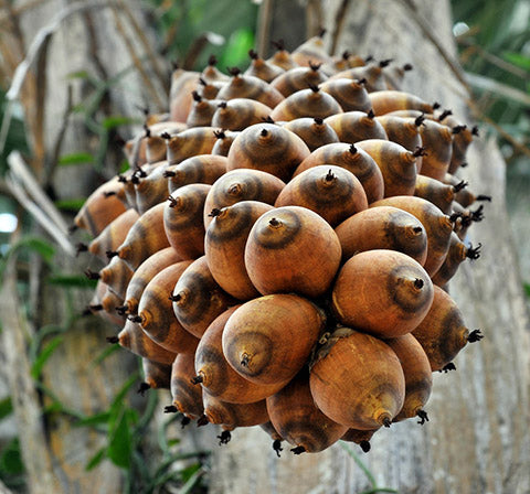 Babassu Oil - Brazil