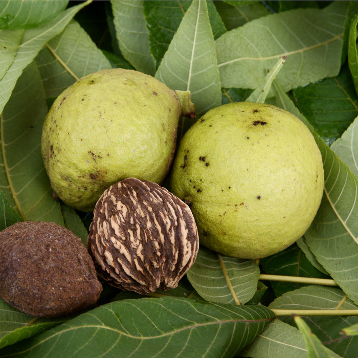 Black Walnut Leaf 