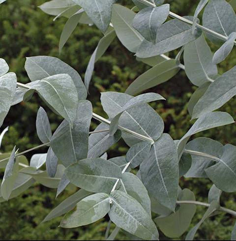 Eucalyptus Blue Gum Crude Oil - Australia