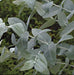 Eucalyptus Blue Gum Crude Oil - Australia