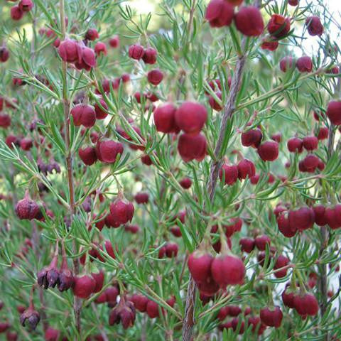 Boronia Absolute - Australia