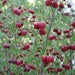 Boronia Absolute - Australia