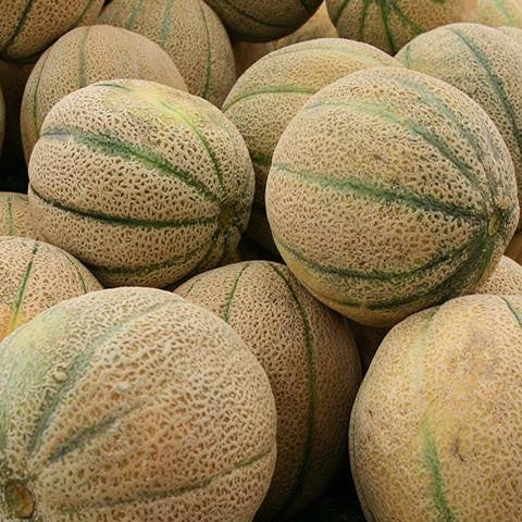 Cantaloupe Extract - Australia