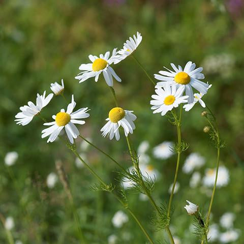 Chamomile German Blue - Bulgaria