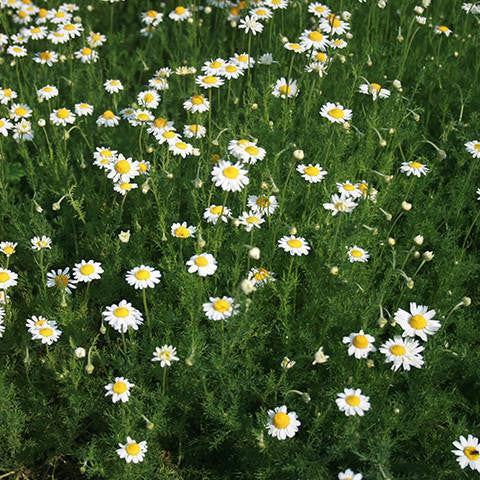 Chamomile Roman Oil - Bulgaria