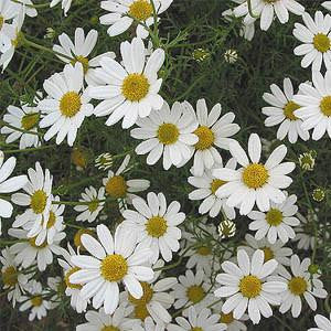 Chamomile Floral Water