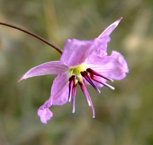 Chocolate Lily Extract - Australia