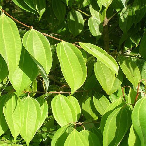 Cinnamon Leaf Oil - Sri Lanka