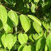 Cinnamon Leaf Oil - Sri Lanka