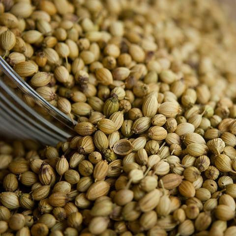 Coriander Seed Oil - Egypt