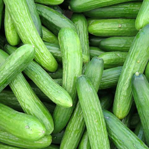Cucumber Extract - Australia