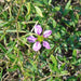 Agonis Fragrans Oil (Fragonia) - Australia