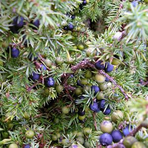 Juniper Berry Floral Water