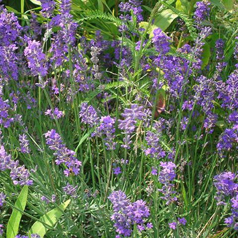 Lavender Floral Water