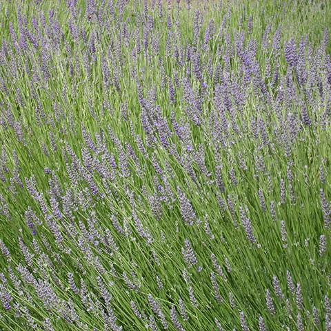 Lavender Spike Oil - France