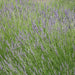 Lavender Spike Oil - France