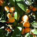 Mandarin Oil Cold Pressed - Australia