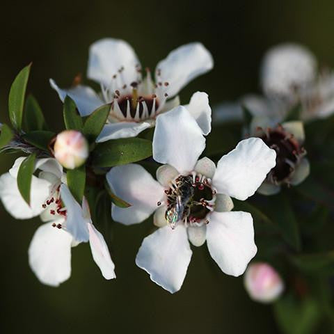 Manuka Oil - New Zealand