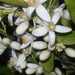 Neroli Oil - Egypt