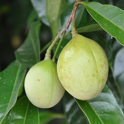 Nutmeg Oil - Sri Lanka