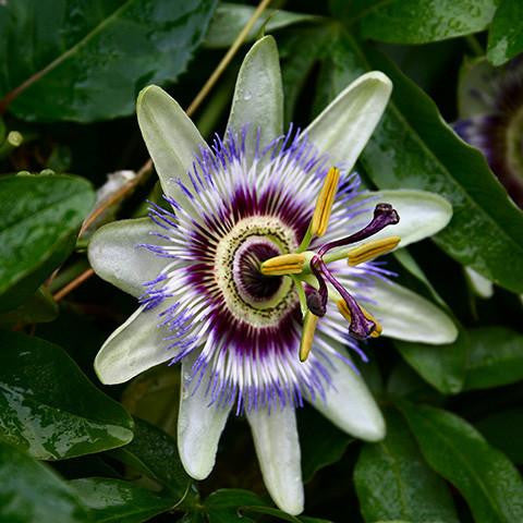 Passion Flower Extract - France