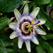 Passion Flower Extract - France