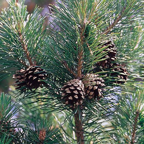 Pine Sylvestris Oil - France