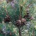 Pine Sylvestris Oil - France