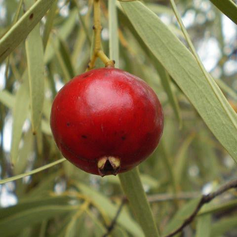 Quandong Infused in Olive Oil