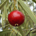 Quandong Infused in Sunflower Oil